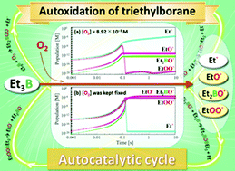 Graphical abstract: An autocatalytic cycle in autoxidation of triethylborane