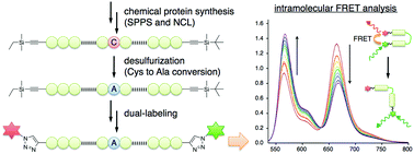 Graphical abstract: Chemical synthesis of dual labeled proteins via differently protected alkynes enables intramolecular FRET analysis