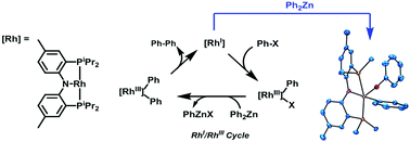 Graphical abstract: Formation of (PNP)Rh complexes containing covalent rhodium–zinc bonds in studies of potential Rh-catalysed Negishi coupling