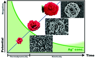 Graphical abstract: Electrochemical synthesis to convert a Ag film into Ag nanoflowers with high electrocatalytic activity