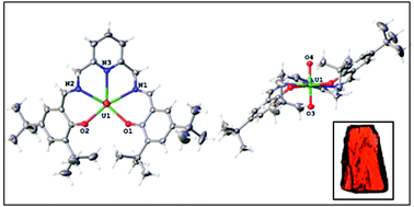 Graphical abstract: An example of unusual pyridine donor Schiff base uranyl (UO22+) complexes