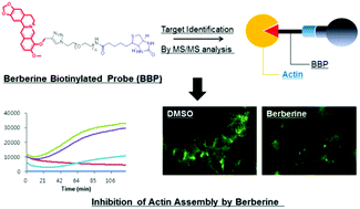Graphical abstract: Identification of actin as a direct proteomic target of berberine using an affinity-based chemical probe and elucidation of its modulatory role in actin assembly