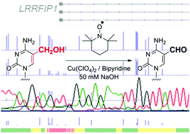 Graphical abstract: DNA-friendly Cu(ii)/TEMPO-catalyzed 5-hydroxymethylcytosine-specific oxidation