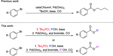 Graphical abstract: Practical in situ-generation of phosphinite ligands for palladium-catalyzed carbonylation of (hetero)aryl bromides forming esters