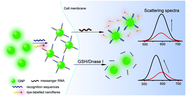 Graphical abstract: Dual-channel signals for intracellular mRNA detection via a PRET nanosensor