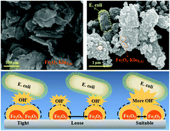 Graphical abstract: Fe2O3 nanoparticles anchored on 2D kaolinite with enhanced antibacterial activity