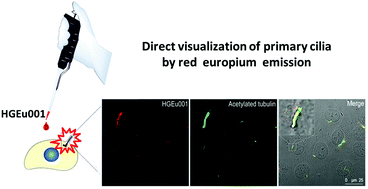 Graphical abstract: A luminescent lanthanide approach towards direct visualization of primary cilia in living cells