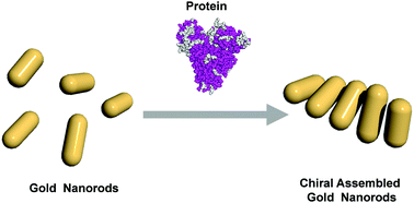 Graphical abstract: Strong chiroptical activity from achiral gold nanorods assembled with proteins