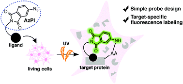 Graphical abstract: Specific fluorescence labeling of target proteins by using a ligand–4-azidophthalimide conjugate
