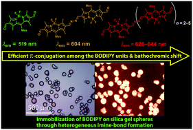 Graphical abstract: β-IminoBODIPY oligomers: facilely accessible π-conjugated luminescent BODIPY arrays