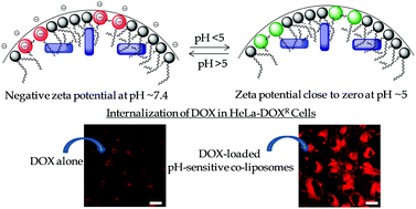 Graphical abstract: New pH-responsive gemini lipid derived co-liposomes for efficacious doxorubicin delivery to drug resistant cancer cells