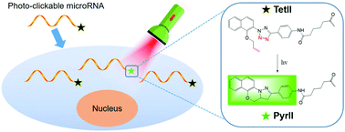 Graphical abstract: Photo-clickable microRNA for in situ fluorescence labeling and imaging of microRNA in living cells