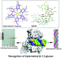 Graphical abstract: The recognition mechanism of triple-helical β-1,3-glucan by a β-1,3-glucanase