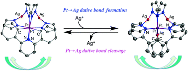 Graphical abstract: Reversible formation and cleavage of Pt→Ag dative bonds in a pre-organized cavity of a luminescent heteropolynuclear platinum(ii) complex
