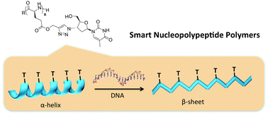 Graphical abstract: Nucleopolypeptides with DNA-triggered α helix-to-β sheet transition