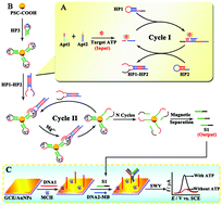Graphical abstract: Highly effective molecule converting strategy based on enzyme-free dual recycling amplification for ultrasensitive electrochemical detection of ATP