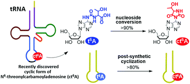 Graphical abstract: Efficient conversion of N6-threonylcarbamoyladenosine (t6A) into a tRNA native hydantoin cyclic form (ct6A) performed at nucleoside and oligoribonucleotide levels