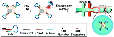 Graphical abstract: A membrane-anchored aptamer sensor for probing IFNγ secretion by single cells
