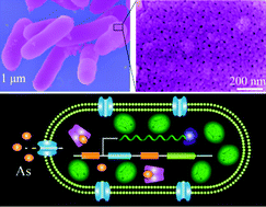Graphical abstract: Chemically individual armoured bioreporter bacteria used for the in vivo sensing of ultra-trace toxic metal ions