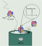 Graphical abstract: Observation of nanoimpact events of catalase on diamond ultramicroelectrodes by direct electron transfer