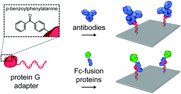 Graphical abstract: Incorporation of native antibodies and Fc-fusion proteins on DNA nanostructures via a modular conjugation strategy
