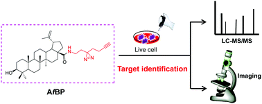 Graphical abstract: Competitive affinity-based proteome profiling and imaging to reveal potential cellular targets of betulinic acid