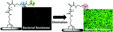 Graphical abstract: Effect of elimination on antifouling and pH-responsive properties of carboxybetaine materials