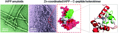 Graphical abstract: Zinc-coordination and C-peptide complexation: a potential mechanism for the endogenous inhibition of IAPP aggregation