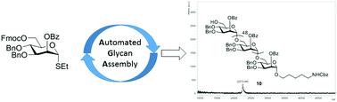 Graphical abstract: Pushing the limits of automated glycan assembly: synthesis of a 50mer polymannoside