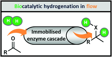 Graphical abstract: H2-Driven biocatalytic hydrogenation in continuous flow using enzyme-modified carbon nanotube columns