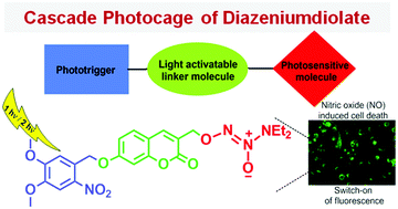 Graphical abstract: Cascade photocaging of diazeniumdiolate: a novel strategy for one and two photon triggered uncaging with real time reporting