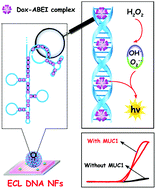 Graphical abstract: In situ generation of electrochemiluminescent DNA nanoflowers as a signal tag for mucin 1 detection based on a strategy of target and mimic target synchronous cycling amplification