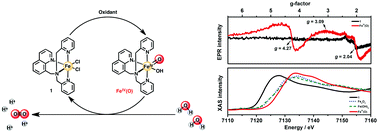 Graphical abstract: Tracking the FeIV(O) intermediate and O–O bond formation of a nonheme iron catalyst for water oxidation