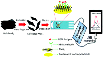 Graphical abstract: A highly efficient 2D exfoliated metal dichalcogenide for the on-farm rapid monitoring of non-esterified fatty acids