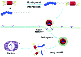 Graphical abstract: GSH-Responsive supramolecular nanoparticles constructed by β-d-galactose-modified pillar[5]arene and camptothecin prodrug for targeted anticancer drug delivery