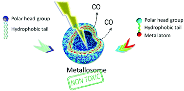 Graphical abstract: Low-toxicity metallosomes for biomedical applications by self-assembly of organometallic metallosurfactants and phospholipids