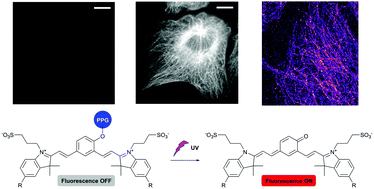 Graphical abstract: A new photoactivatable near-infrared-emitting QCy7 fluorophore for single-molecule super-resolution microscopy