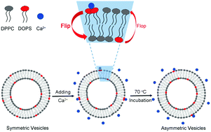 Graphical abstract: Controllable engineering of asymmetric phosphatidylserine-containing lipid vesicles using calcium cations