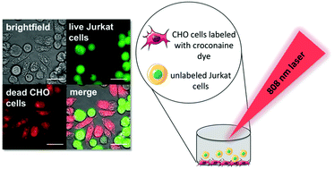 Graphical abstract: Selective photothermal inactivation of cells labeled with near-infrared croconaine dye