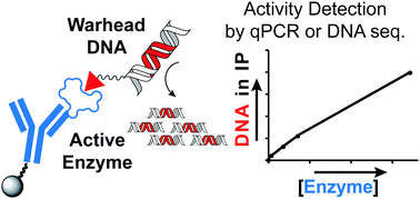 Graphical abstract: A DNA-assisted immunoassay for enzyme activity via a DNA-linked, activity-based probe