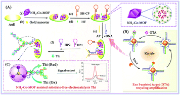 Graphical abstract: Rare Co/Fe-MOFs exhibiting high catalytic activity in electrochemical aptasensors for ultrasensitive detection of ochratoxin A