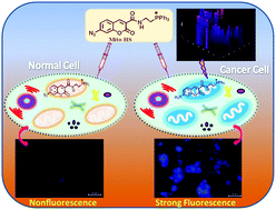 Graphical abstract: A bioorthogonal fluorescent probe for mitochondrial hydrogen sulfide: new strategy for cancer cell labeling