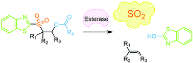 Graphical abstract: Esterase-sensitive sulfur dioxide prodrugs inspired by modified Julia olefination