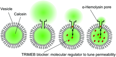 Graphical abstract: Programming membrane permeability using integrated membrane pores and blockers as molecular regulators