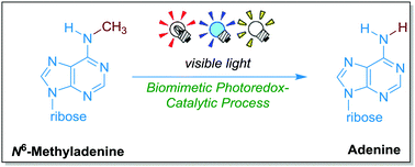 Graphical abstract: Visible-light-mediated oxidative demethylation of N6-methyl adenines