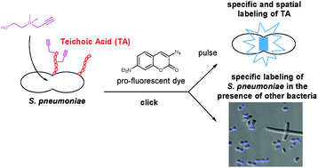 Graphical abstract: Specific and spatial labeling of choline-containing teichoic acids in Streptococcus pneumoniae by click chemistry