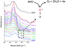 Graphical abstract: The active site for the water oxidising anodic iridium oxide probed through in situ Raman spectroscopy