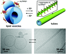 Graphical abstract: Tubulation of liposomes via the interaction of supramolecular nanofibers