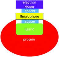 Graphical abstract: Lighting-up protein–ligand interactions with fluorescent PET (photoinduced electron transfer) sensor designs