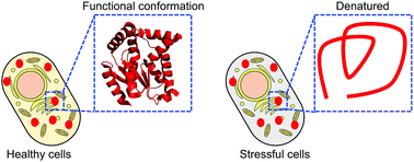 Graphical abstract: Impact of cellular health conditions on the protein folding state in mammalian cells